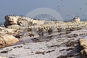 Cape cormorant and Cape Gannet colony