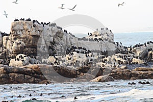 Cape cormorant colony -Phalacrocorax capensis