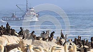 Cape cormorant colony -Phalacrocorax capensis