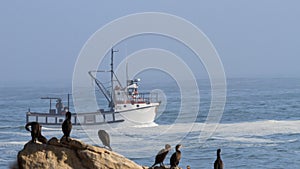 Cape cormorant colony -Phalacrocorax capensis