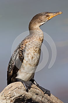 Cape cormorant (phalacrocorax capensis)