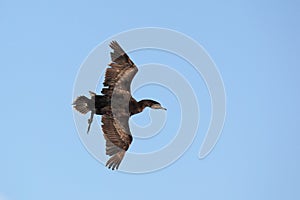 Cape cormorant (Phalacrocorax capensis)