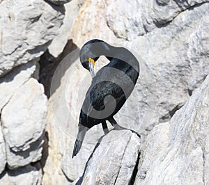 A Cape Cormorant, Phalacrocorax capensis, is perched on top of a rock preening.