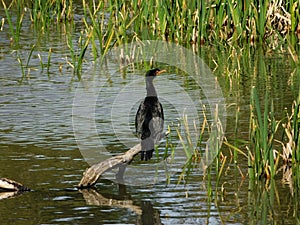 Cape Cormorant watching the water in the afternoon sun