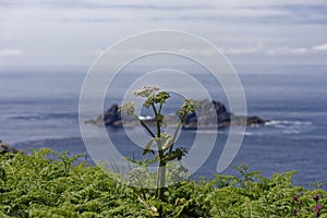 Cape Cornwall coast