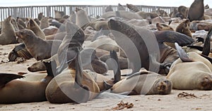 Cape cross seal colony, lots of wild seals on the beach are resting, 4k