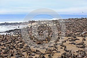 Cape Cross Seal Colony - with thousands of seals on the shore