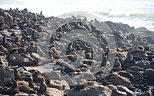 Cape Cross Seal Reserve. Skeleton Coast. Namibia