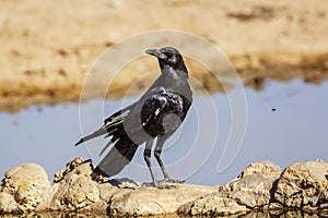 Cape Crow in Kgalagadi transfrontier park, South Africa