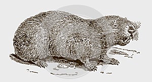 Cape dune mole-rat bathyergus suillus in side view, showing its teeth