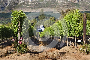 Cape Dutch homestead on a wine farm photo