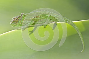 Cape Dwarf Chameleon