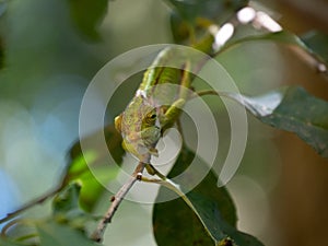 A  Cape Dwarf Chameleon, Bradypodion pumilum, facing the viewer in a green bush. The background is blurred and intentionally out