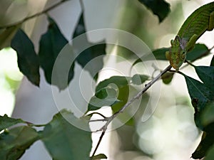 A  Cape Dwarf Chameleon, Bradypodion pumilum, facing the viewer in a green bush. The background is blurred and intentionally out