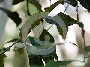 A  Cape Dwarf Chameleon, Bradypodion pumilum, facing the viewer in a green bush. The background is blurred and intentionally out