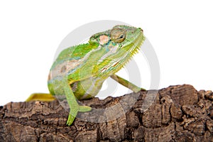 The Cape dwarf chameleon, Bradypodion pumilum, on white