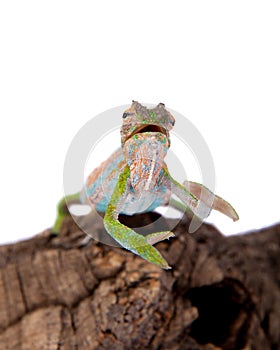 The Cape dwarf chameleon, Bradypodion pumilum, on white