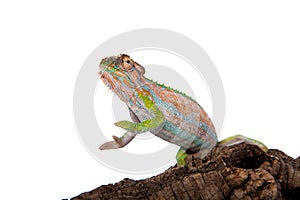 The Cape dwarf chameleon, Bradypodion pumilum, on white