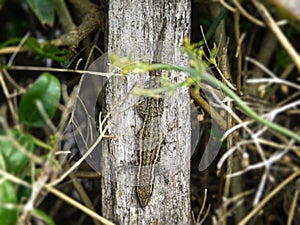 Cape dwarf day gecko on a piece of rotting wood.