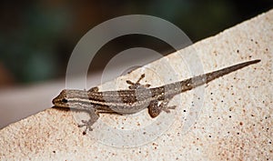 Cape Dwarf Gecko Lygodactylus capensis 5874