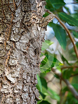 Cape dwarf gecko, Lygodactylus capensis. Madikwe Game Reserve, South Africa