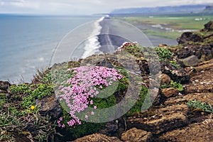 Cape Dyrholaey in Iceland