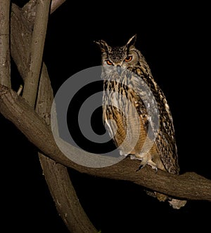 Cape Eagle Owl