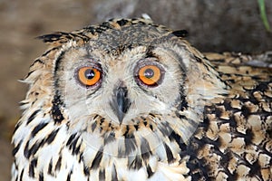 Cape Eagle Owl Bird