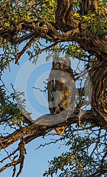 Cape eagle-owl on the branch of an acacia tree