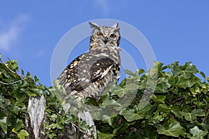 Cape Eagle Owl, bubo capensis
