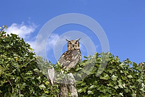 Cape Eagle Owl, bubo capensis