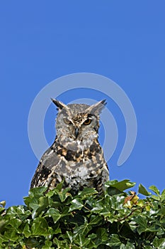 Cape Eagle Owl, bubo capensis