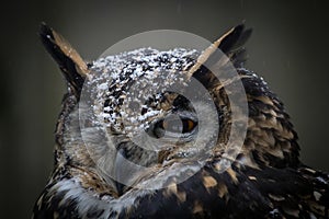 CAPE EAGLE OWL bubo capensis