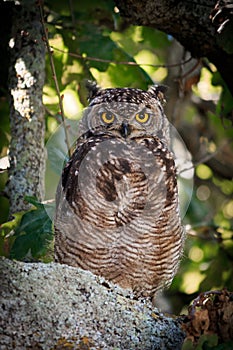 Cape Eagle-Owl (Bubo capensis)