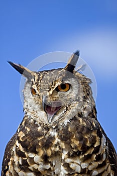 Cape Eagle Owl, bubo capensis, Adult calling