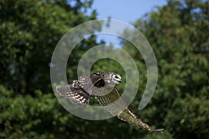 Cape Eagle Owl, bubo capensis, Adult in Flight