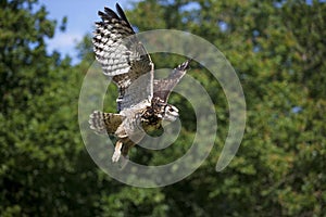 Cape Eagle Owl, bubo capensis, Adult in Flight