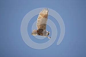 Cape Eagle Owl, bubo capensis, Adult in Flight