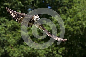 Cape Eagle Owl, bubo capensis, Adult in Flight