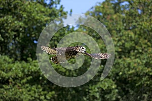 Cape Eagle Owl, bubo capensis, Adult in Flight