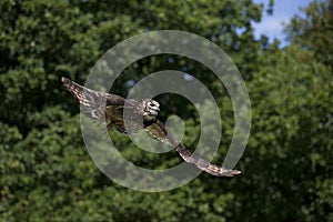 Cape Eagle Owl, bubo capensis, Adult in Flight