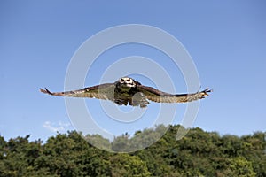 Cape Eagle Owl, bubo capensis, Adult in Flight against Blue Sky