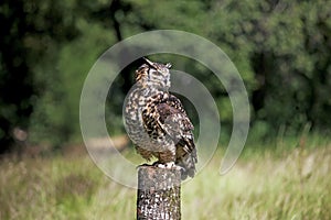 CAPE EAGLE OWL bubo capensis, ADULT PERCHED ON POST