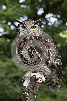 CAPE EAGLE OWL bubo capensis, ADULT PERCHED ON POST