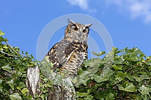 Cape Eagle Owl, bubo capensis, Adult standing on Top of Tree