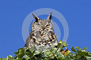 Cape Eagle Owl, bubo capensis, Adult standing on Top of Tree