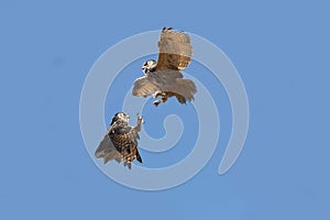 Cape Eagle Owl, bubo capensis, Adults fighting against Blue sky