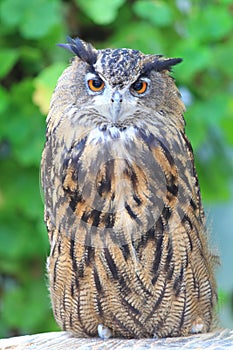 Cape eagle Owl