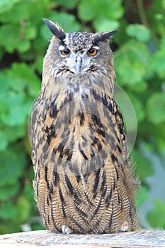 Cape eagle Owl