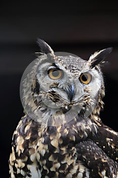Cape Eagle-Owl